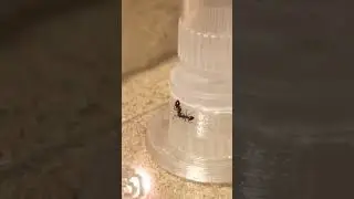 Ameisen drehen am Rad und suchen Wasser? Lasius niger Ameisen hängen aneinander.