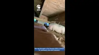 Houston SPCA Rescues Potbelly Pig #AnimalCruelty #AnimalRescue #Pig