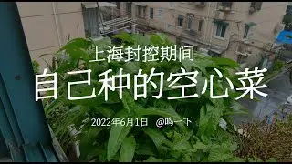 上海封控期间，自己种的空心菜。见证这一段不一样的日子。#上海解封#空心菜