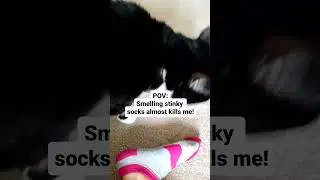When your socks so smelly they make your cat faint #catshorts #cat #funny