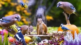Squirrels Jays Birds and More🦜 Relaxing Nature for You and your Dog