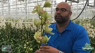 JFTV: Dutch Cymbidium Farm with the Fern