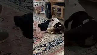 4 days in the Hen Hospital after being egg bound. We had to go to the vet to remove an egg.