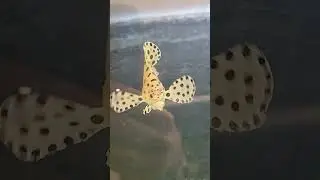 I HEAR THIS SONG WHENEVER THIS FISH IS SWIMMING