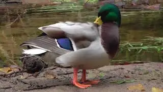 Mallard Male Preening