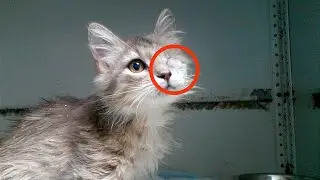 Тощий котенок бродил по улицам один...