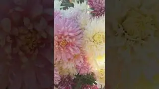 🍃🌸Beautiful chrysanthemums in pastel shades🍃🌸 #shorts #chrysanthemums #flowers
