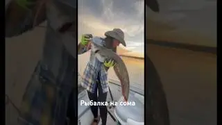 База Авалон.Астраханская область.Енотаевский район. Волга. Рыбалка на сома, на печень. 