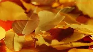 Autumn Logo | After Effects template