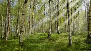 Сбор березового сока.