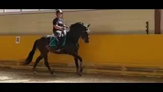 Красивая 2019 г.р., 170 см в/х
