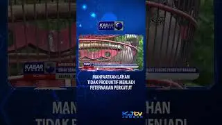 MANFAATKAN LAHAN TIDAK PRODUKTIF MENJADI PETERNAKAN PERKUTUT #shorts
