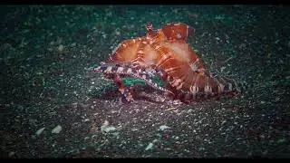 Octo Antics