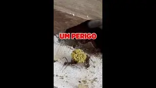 CUIDADO COM ESSA VISITA QUE PODE SER MUITO PREJUDICIAL!