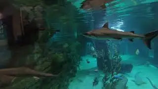 Requins
