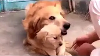 Собаки