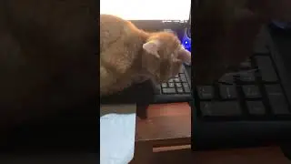 Kucing ikutan kerja🤣