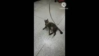 เล่นเชือก🩷💜❤️🐈🐈‍⬛