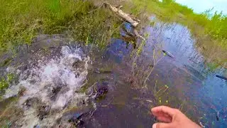 ЗАКОРМИЛИ В ДЕРЕВЬЯХ ВОТ ГДЕ ВЕСЬ КРУПНЯК рыбалка с ночёвкой и Др в