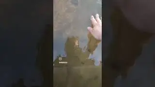 #лес #цветы #деревня