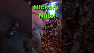 Roasting Hickory Nuts #foraging #wildedibles #preserving #homesteading #shorts