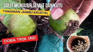 Having trouble keeping ants and fleas out of your Crystal Guava plant? Try this trick.