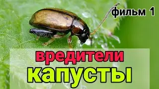ВРЕДИТЕЛИ КАПУСТЫ. Вредители капусты и борьба с ними, чем обработать капусту