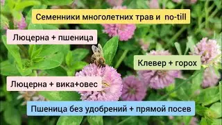 Посевы люцерны и клевера по no-till.  Семенники многолеток. Пшеница без удобрений.