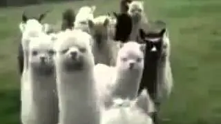 Ламы-убийцы!