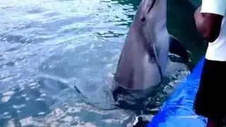Представление дельфина на Эгейском море в Мармарисе.