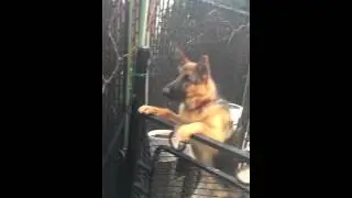 German Shepherd Welcoming His Owner After 18 Days
