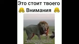 Даже если ты лев. Это стоит твоего внимания!