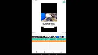 I made an advert about guinea pigs!