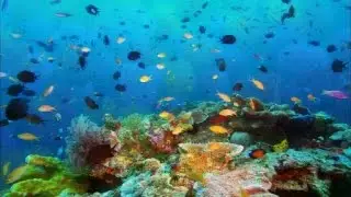 Introduction, and how a reef tank works. How to build a reef tank part 1.
