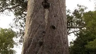 Kauri Tree. Агатис южный, каури (2491sp)