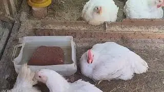 Утренний обход нашего хозяйства. Что у нас новенького?! Живём в станице.