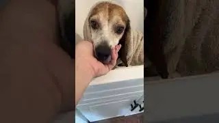 Another old beagle abandoned. #dogs #doglover #dogrescue #straydog #animalrescue #animalrescuestory