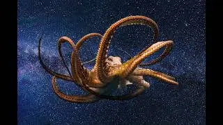 Space Mollusk