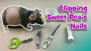 Clipping My Skinny Pig Sweet Pea's Nails