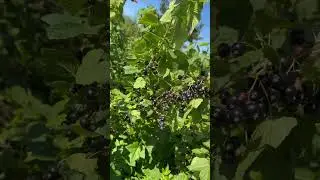 Вот такая чёрная икра в Архангельске😆