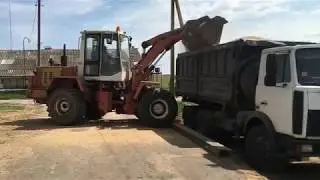 Погрузка зерна тритикале в МАЗА 551605  погрузчиком АМКАДОР 332
