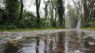 Пение птиц в лесу под звуки дождя. Birds singing in the forest to the sounds of rain.