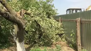Ураган сломал фруктовые ветки