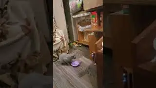Элька играет