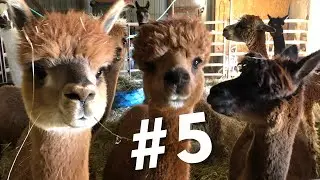 #5  ~ Top 10 Reasons Why I Chose Alpacas