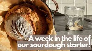 A week in the life of our sourdough starter: my stress-free approach for real life kitchens.