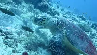 MARINE LIFE #maldives #maldivesbeach #maldivesislands