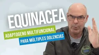 La EQUINACEA, Un Adaptógeno Ancestral