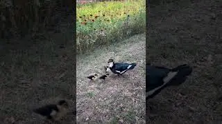 Cute Duckling Overload