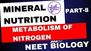 Metabolism of nitrogen | Mineral Nutrition | Part 8 | Neet | Saumya Maurya MBBS BHU